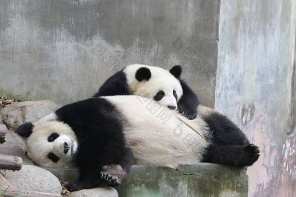 大熊猫妈妈和小熊猫宝宝的宝贵时刻，成都熊猫基地
