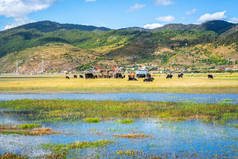 云南香格里拉的纳帕海湖草原在阳光明媚的日子里，拥有3.270亿头牲畜的高自然保护区