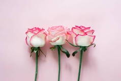 粉色和白色玫瑰花，背景为浅粉色，婚礼和情人节背景