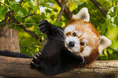 红熊猫或小熊猫，它的学名是金丝雀