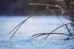 冬季冰冻湖泊、冰雪芦苇