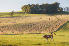 苏格兰博利附近的农村农田中，风景秀丽的田园风光，草袋和根西牛的田园风光.