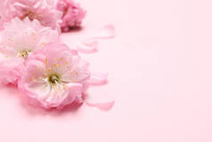 美丽的樱花树开在粉红色的背景上，特写。案文的篇幅