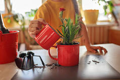 Preteen girl replanting green flowers into red mug, potted green plants at home, home floral decor
