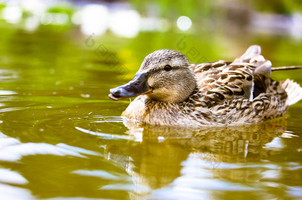 一只美丽的棕色野鸭在池塘、河里、湖中游动，还有绿黄的水。羽毛水鸟。一只长着黑色喙的可爱的小鸟.