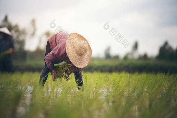 稻田农民移植水稻幼苗