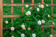 一个正方形的木制篱笆，挂满了盛开的玫瑰花丛
