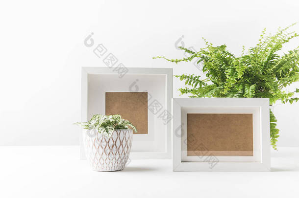 美丽的绿色植物在罐子和空的相片框架在白色