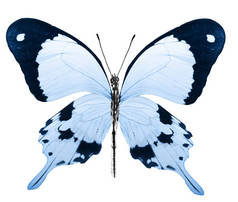 彩色蝴蝶，白色背景隔离