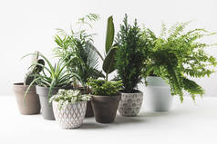 各种美丽的绿色植物，装在白色的罐子里