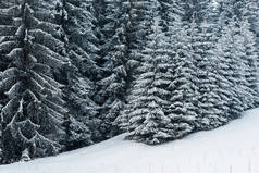 高山覆盖雪地的松树林景致