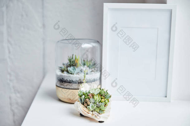 花盆和贝壳中绿色多汁的选择性焦点，靠近白色表面的空相框，家居装饰