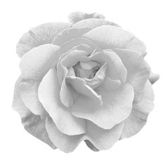 温柔的玫瑰花宏观上白色黑色和白色孤立