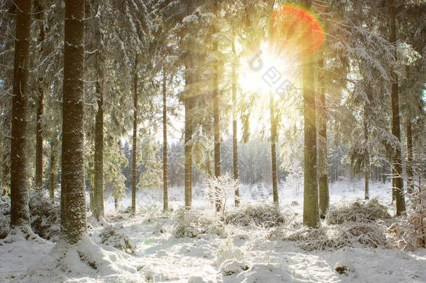 冬季森林中的日落。冬季自然背景.
