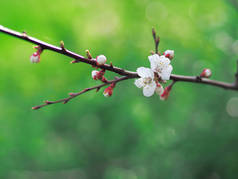 杏花粉红春花