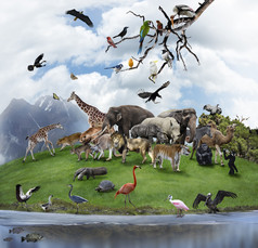 野生动物和鸟类的抽象拼贴画