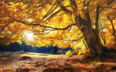阳光透过秋天的树木。森林中的自然秋景。秋天的森林和太阳为背景。秋天的自然