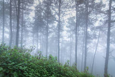 泰国清迈蒙忠国家公园的松树雨林