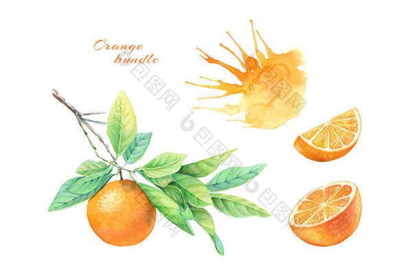 水色橙色水果的收集。 以柑橘、果汁和枝条作为写实主义植物图解。 手绘异国情调食物,用白色隔离,用于标签设计,卡片,横幅