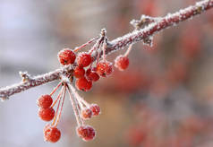 冬季景观。覆盖着霜冻的小装饰苹果。温度降至冰点以下时, 在地面或其他表面形成的白色小冰晶的沉积物.