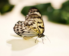 米纸蝴蝶。帛