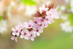 有粉色花朵的春季边框背景