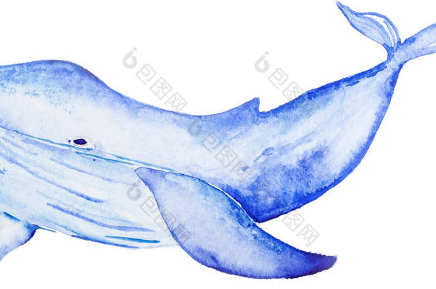 水彩画蓝鲸