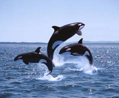 加拿大虎鲸、虎鲸、成虫和小牛跳跃杀手