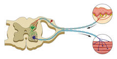 脊柱反射弧的例子。中枢神经系统