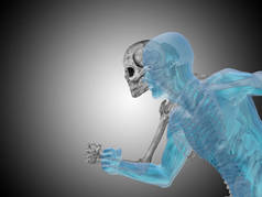 人体解剖学的插图