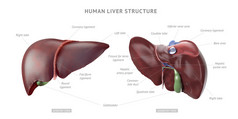 人体肝脏解剖
