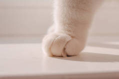 一只白色背景的白猫毛茸茸的爪子。舒适和温暖的大气照片