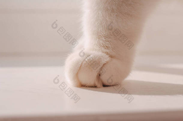 一只白色背景的白猫毛茸茸的爪子。舒适和温暖的<strong>大气照片</strong>