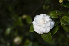 拉科鲁尼亚茶花树 (西班牙)