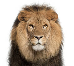 特写的狮子，中药利奥，8 岁，在白色背景前