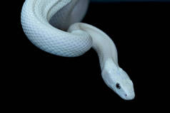 德克萨斯鼠蛇（英语：Texas rat snake，缩写Elaphe obsolete eta lindheimeri）是鼠蛇的亚种，在美国发现，主要分布在德克萨斯州。.