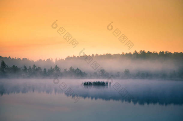 一个美丽的, 五彩缤纷的景观的薄雾沼泽在日出。拉脱维亚、北欧的大气、宁静的湿地风光与阳光.
