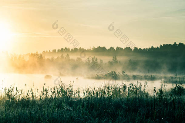 一个美丽的, 五彩缤纷的景观的薄雾沼泽在日出。拉脱维亚、北欧的大气、宁静的<strong>湿地风光</strong>与阳光.