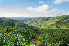 茶品种普洱的茶叶种植园