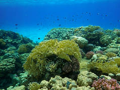 海底世界，有珊瑚和热带鱼类，珊瑚礁生物，五彩斑斓的珊瑚，风景