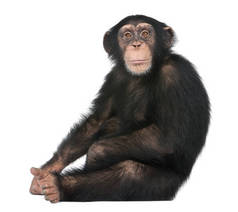 年轻的黑猩猩坐-Simia 黑猩猩 (5 岁)
