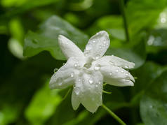 白色茉莉花的特写