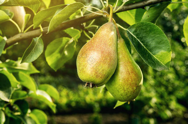 对分支，未成熟的绿色梨子，梨树，挂在树上，夏季水果花园的美味年轻梨梨。梨，作物健康有机梨。多汁可口梨的自然背景.