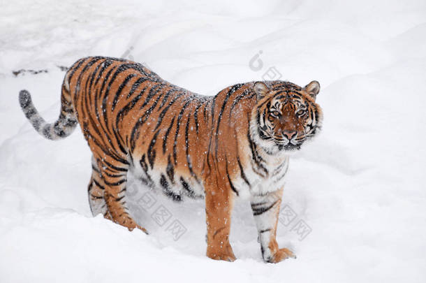 一只年轻的雌性阿穆尔虎（西伯利亚虎）站在清澈的雪地里，阳光明媚的冬日里，看着相机，全长高角形侧视图
