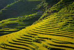 美丽的稻田风光是越南西北部的旅游胜地，位于南韩公园的梯田上