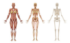 女性人类肌肉和骨骼