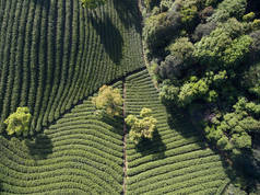 茶树园景观美景