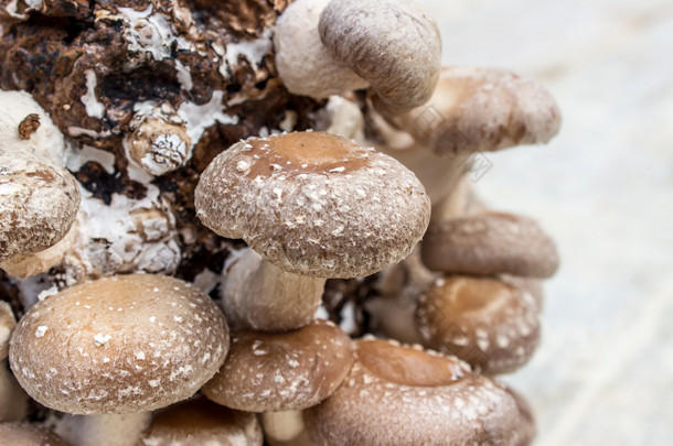 蘑菇；蘑菇