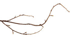 在一个孤立的白色背布上有芽的醋栗灌木的枝条