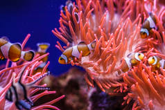 热带海洋水下有珊瑚和鱼。水下景观